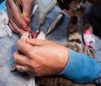 /album/fotogaleria/higiene-dental-de-gatos-jpg/