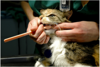 /album/hosate-s-l/peaches-toothbrush-captioned-png/