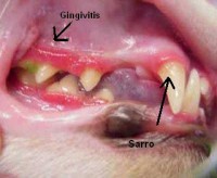 /album/fotogaleria/gingivitis5zu-jpg/